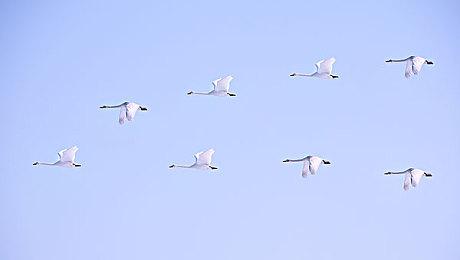 恐怖冒险《茧中蚕》7月25日登陆NS 获特别好评